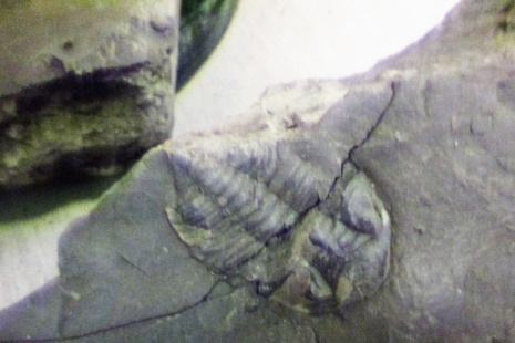 VO - OL - trilobiti