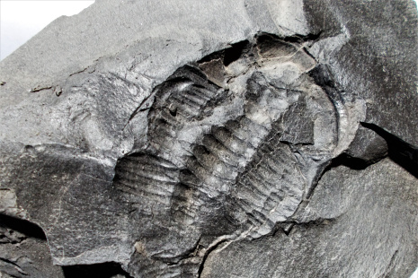 201104_Chattiaspis oinopion