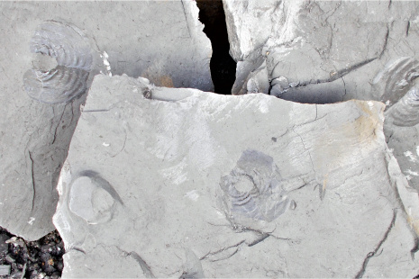 200809_Grandostoma