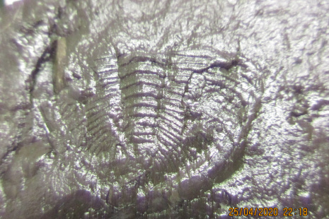 200425_Trilobiti