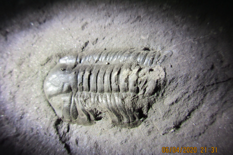 200406_Phacopidina quadrata