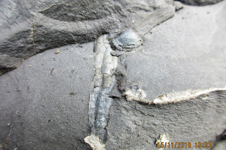 191115_archeologický nález Bivalvia - Mlži