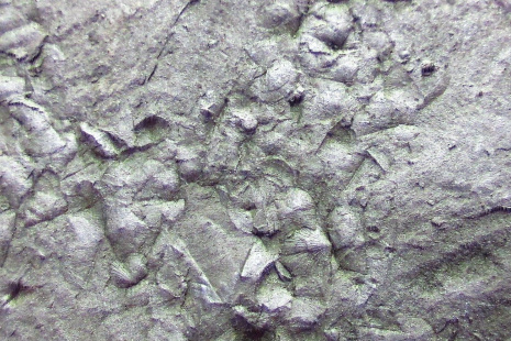 191114_Aegeromina aquila