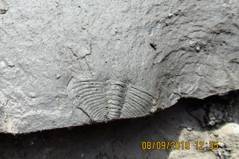 190908_Eudolatites carmina