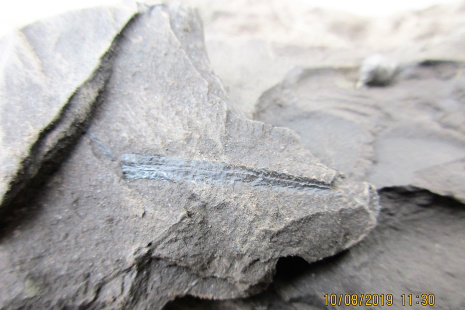 190810_graptolit Archiclimacograptus bohdalecensis